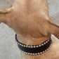 Studded Leather Dog Collar